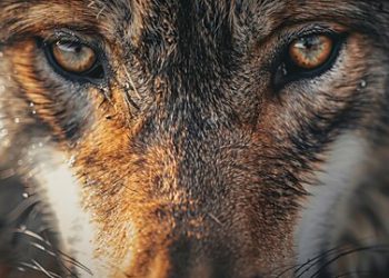 Newsom Crying Wolf over Bird Flu