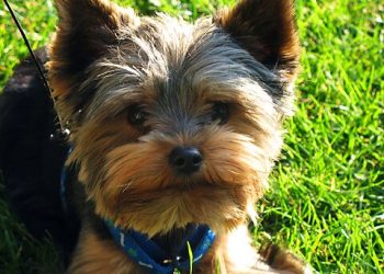 MedPAC Identifies Medicare Advantage Pricing Errors, Savings Opportunities